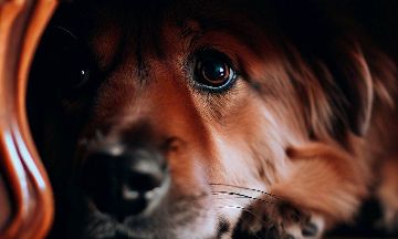 chien qui s'isole