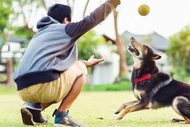 jouer avec son chien, balle flyball jeux 