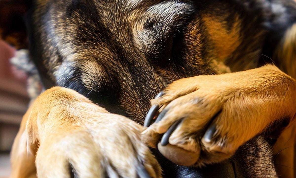 chien comportement inhabituel qui se cache