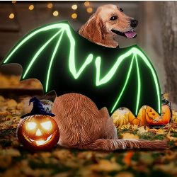 costume chauve souris fluo chien