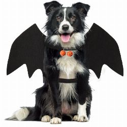 deguisement chauve souris chien